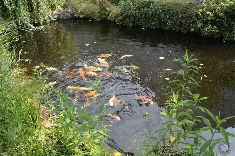 Teichpflanzen und Teichfische