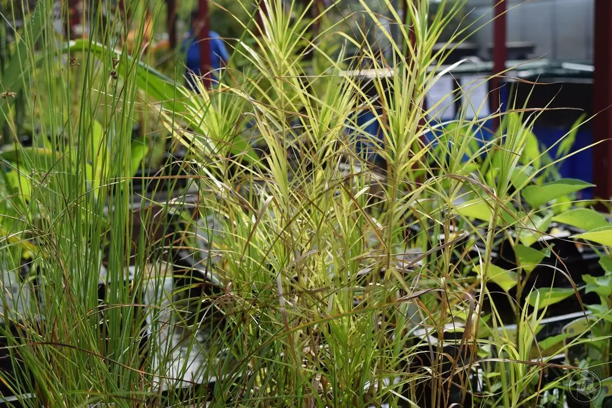 Palmwedelsegge