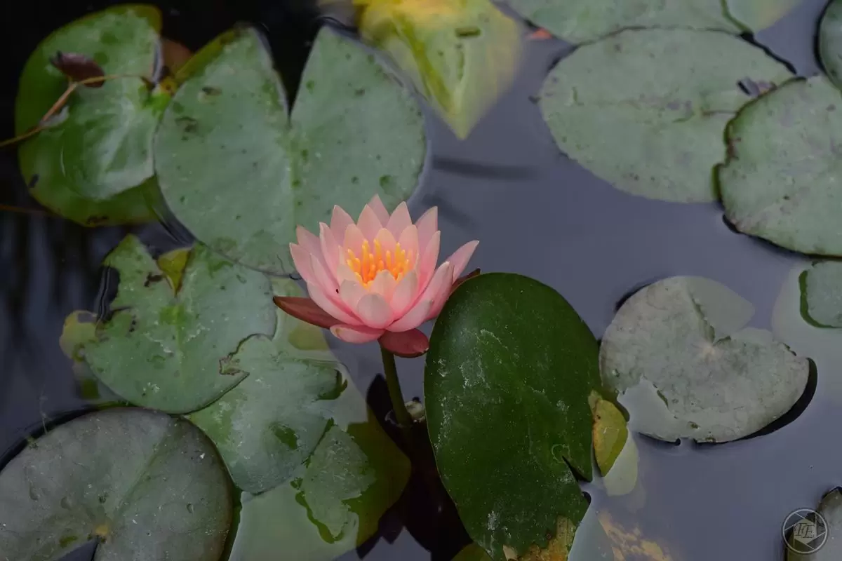 Seerose