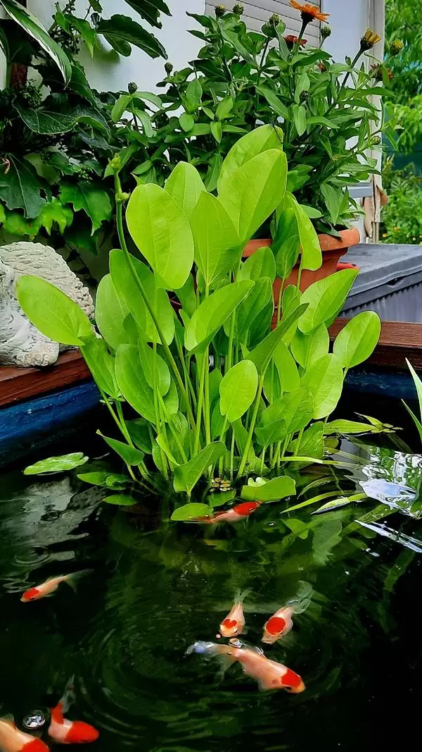 Amazonasschwertpflanze