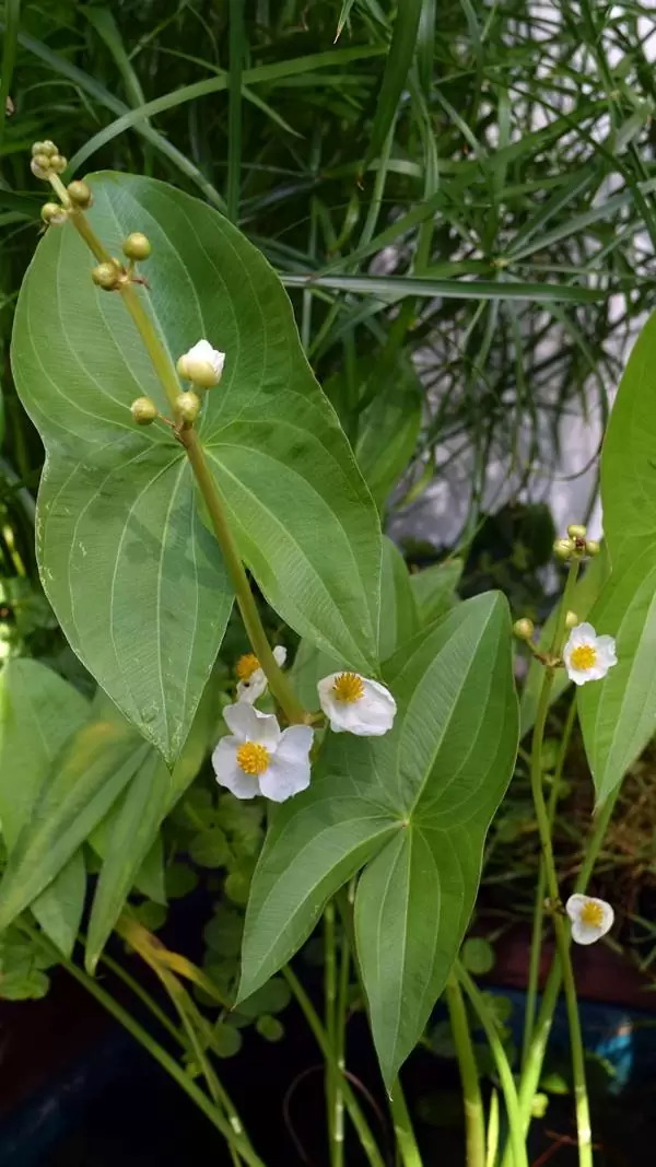 Breitblättriges Pfeilkraut